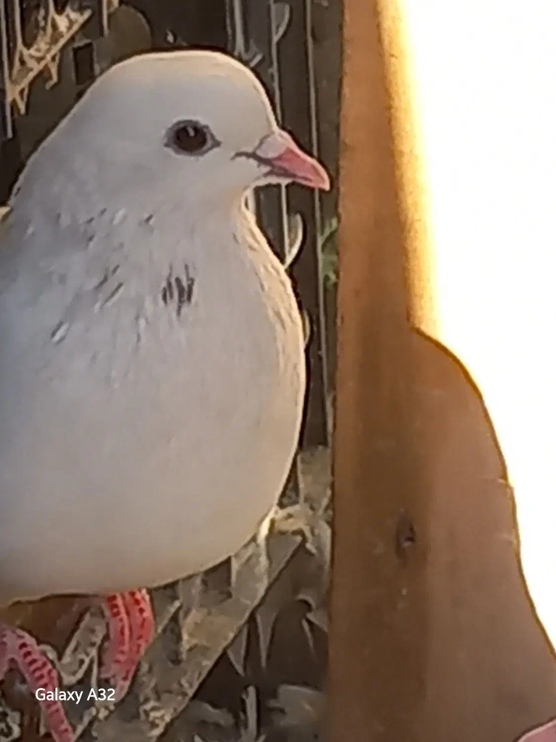 دوکبوتر یکی ماده ویکی نر هردوتا سالم واکسن زده|پرنده|ازنا, |دیوار