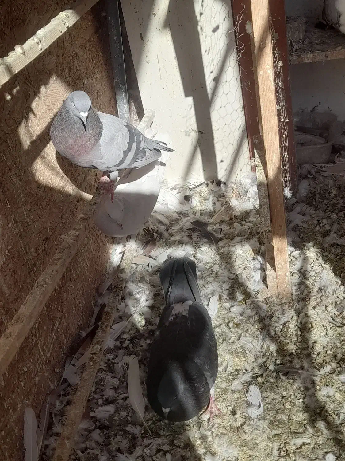 6 تا کبوتر نر فقط ۱۱۰۰|پرنده|پردیس, شهرک صنعتی خرمدشت فاز ۷|دیوار