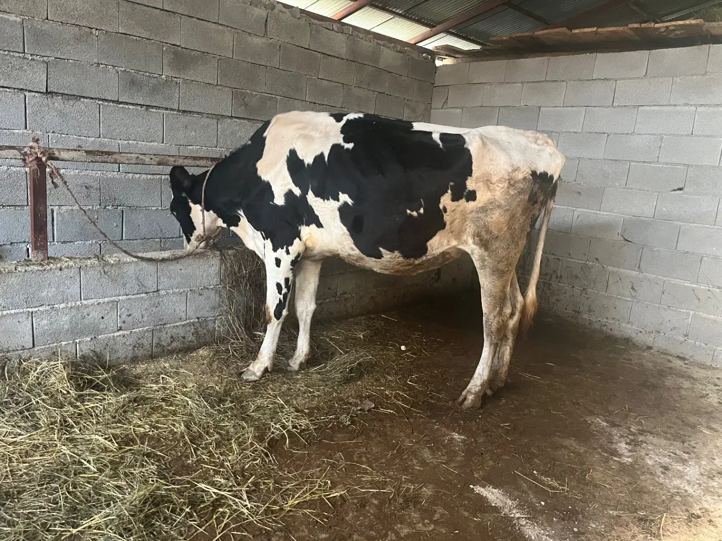 فروش گاو هلشتاین|حیوانات مزرعه|رضوانشهر, |دیوار