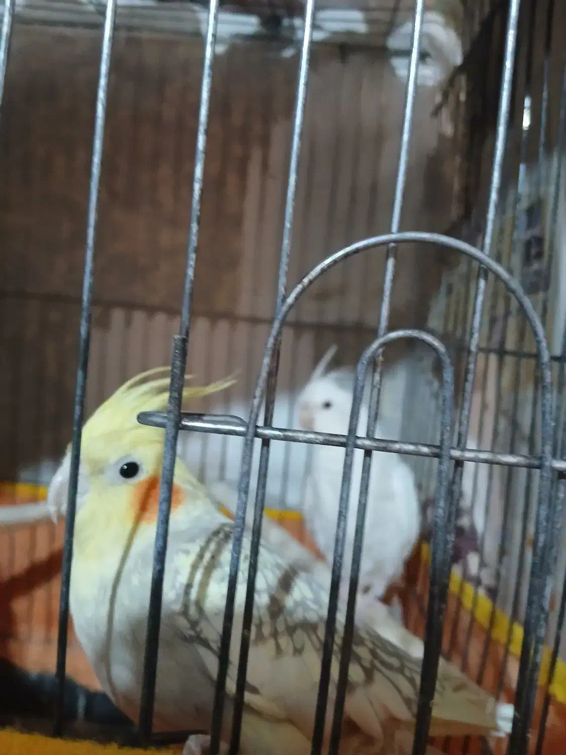 عروس هلندی|پرنده|اشتهارد, |دیوار