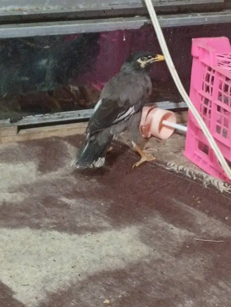 مرغ مینا|پرنده|بم, |دیوار