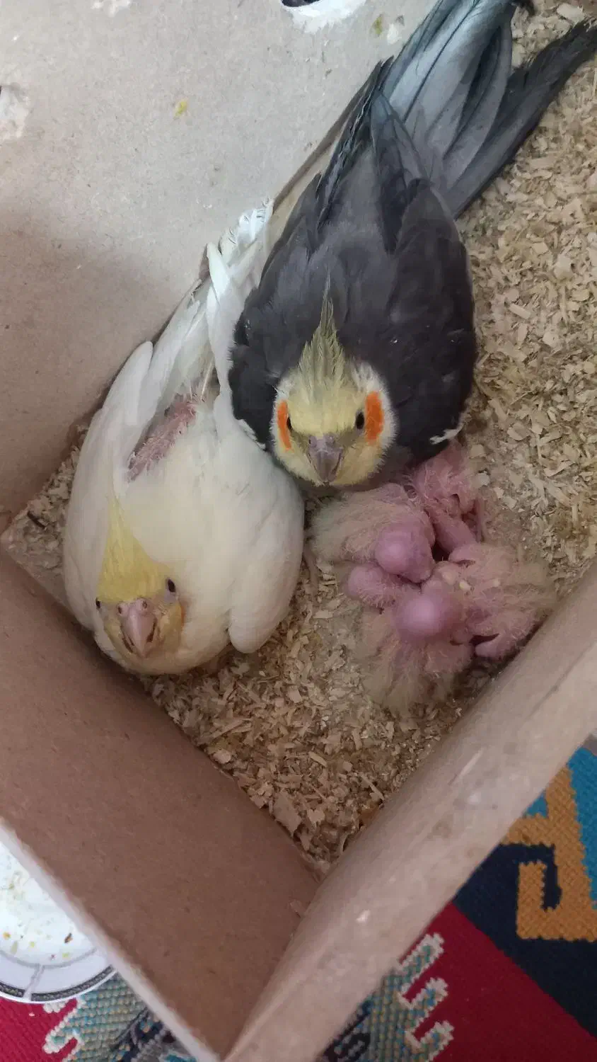 یک جفت عروس هلندی با چهار عدد جوجه|پرنده|کارون, |دیوار