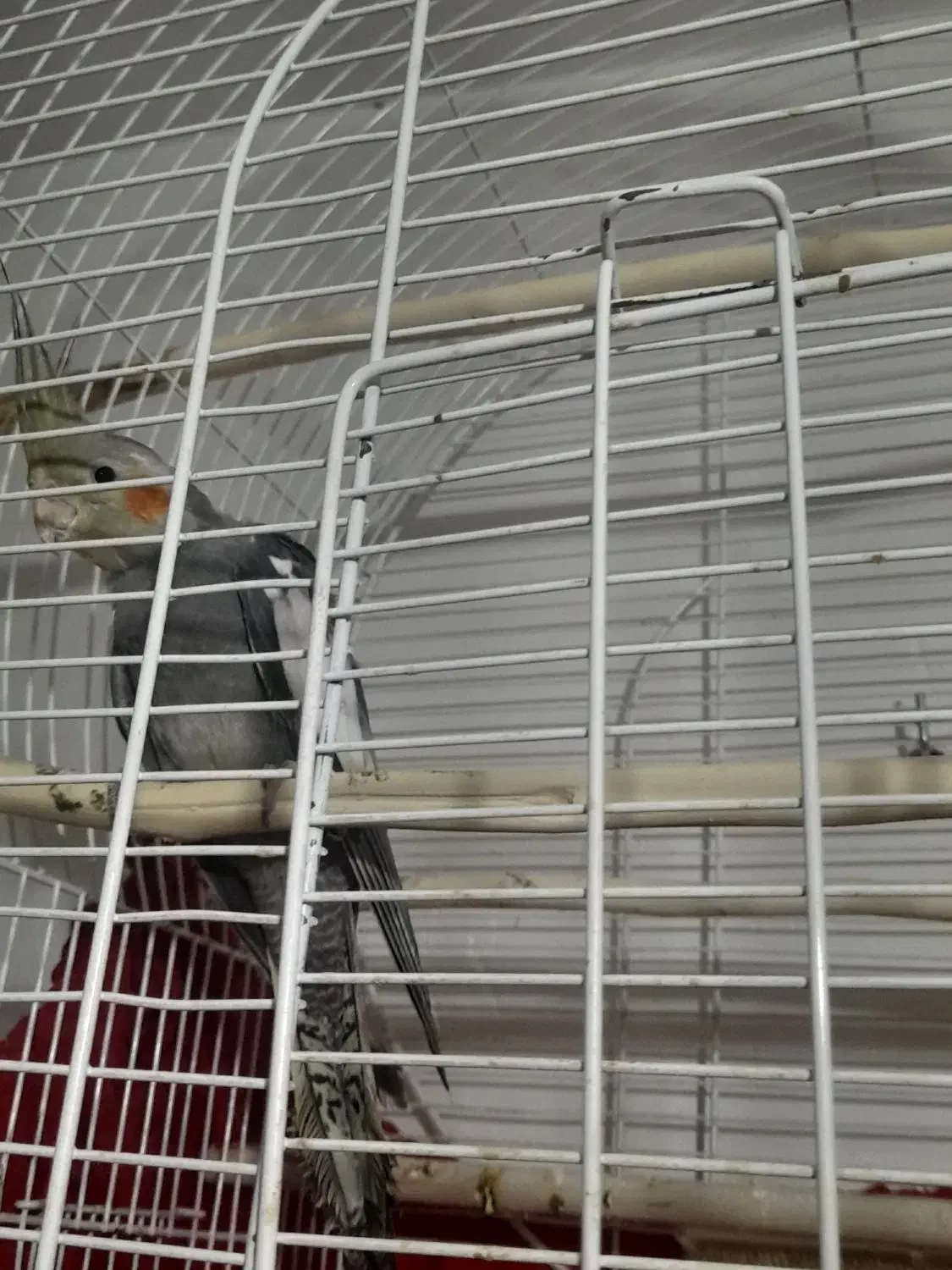 عروس هلندی ماده|پرنده|ارومیه, |دیوار