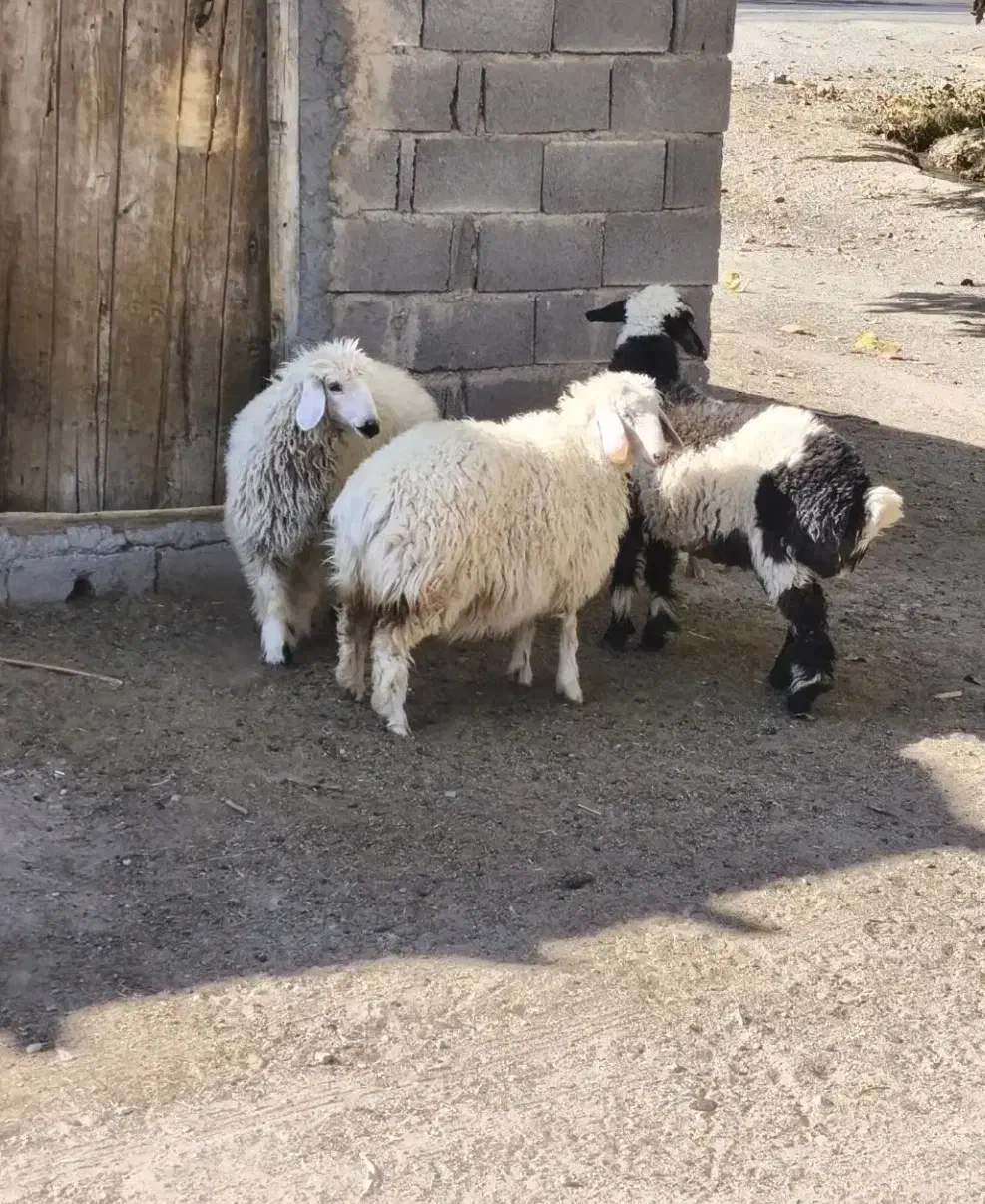 سه تا بره|حیوانات مزرعه|سراوان, |دیوار