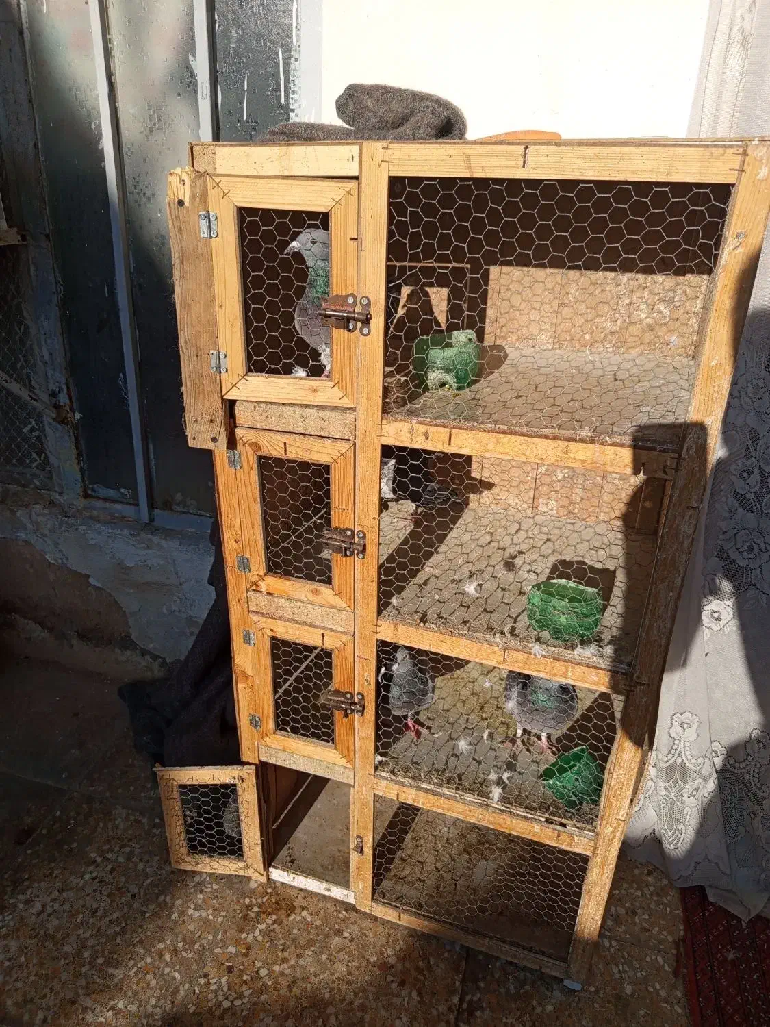 یک جفت کفتر خوب|پرنده|مشکیندشت, |دیوار