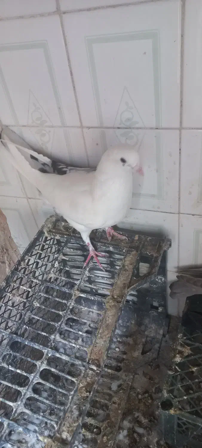 کبوتر|پرنده|خرمشهر, |دیوار