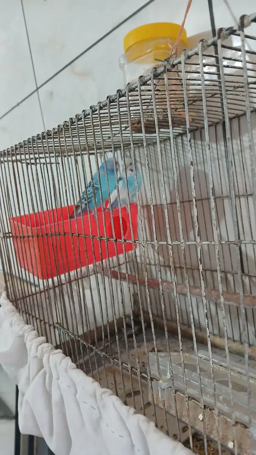 مرغ عشق|پرنده|دلبران, |دیوار