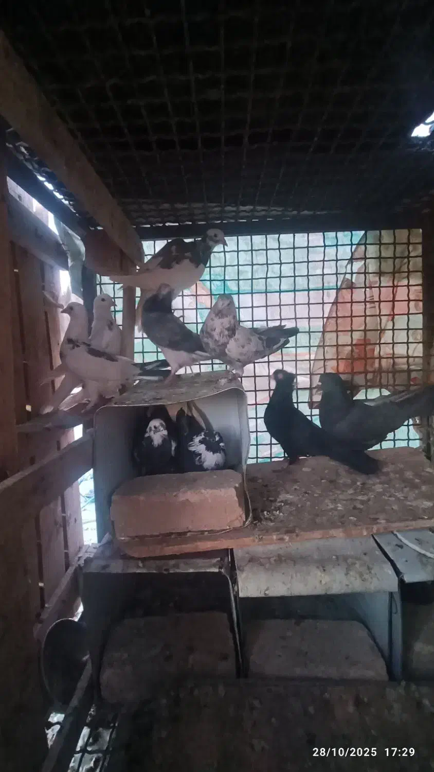 کبوتر|پرنده|سامان, |دیوار