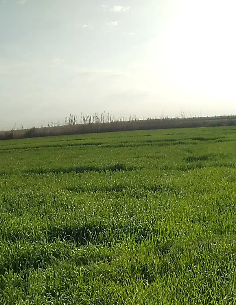 روستایه دهلیز ۲|فروش زمین و ملک کلنگی|حمیدیه, |دیوار