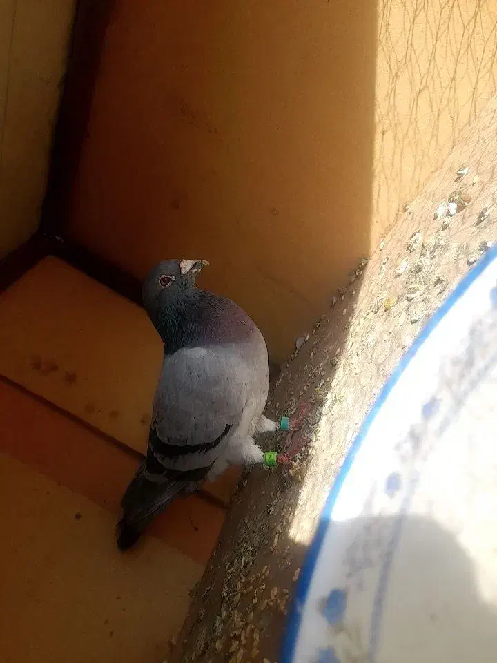 کبوترطوقی|پرنده|فشاپویه, |دیوار