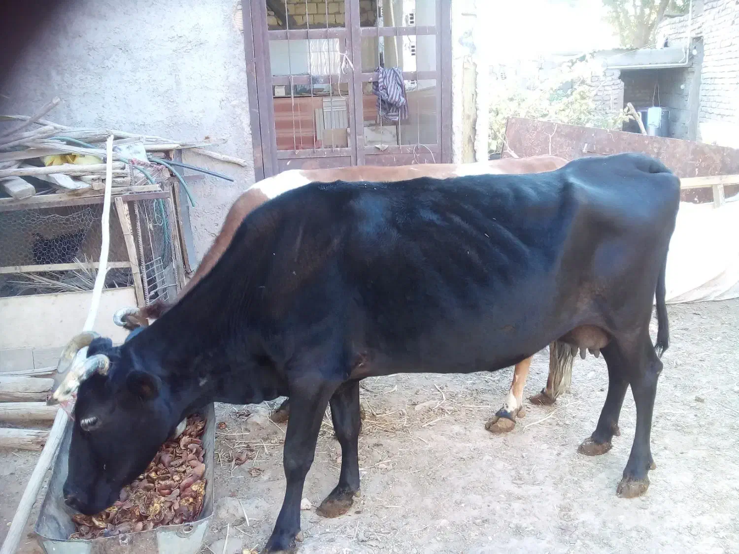 گاو فروشی یا معاوضه راور|حیوانات مزرعه|راور, |دیوار