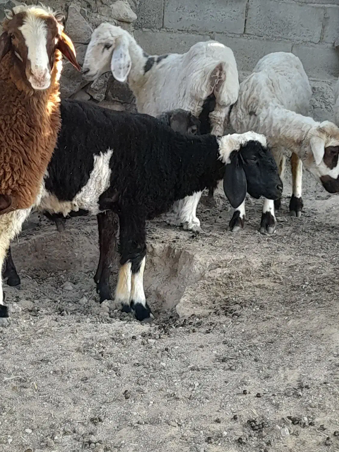 بره نر و ماده|حیوانات مزرعه|بافت, |دیوار