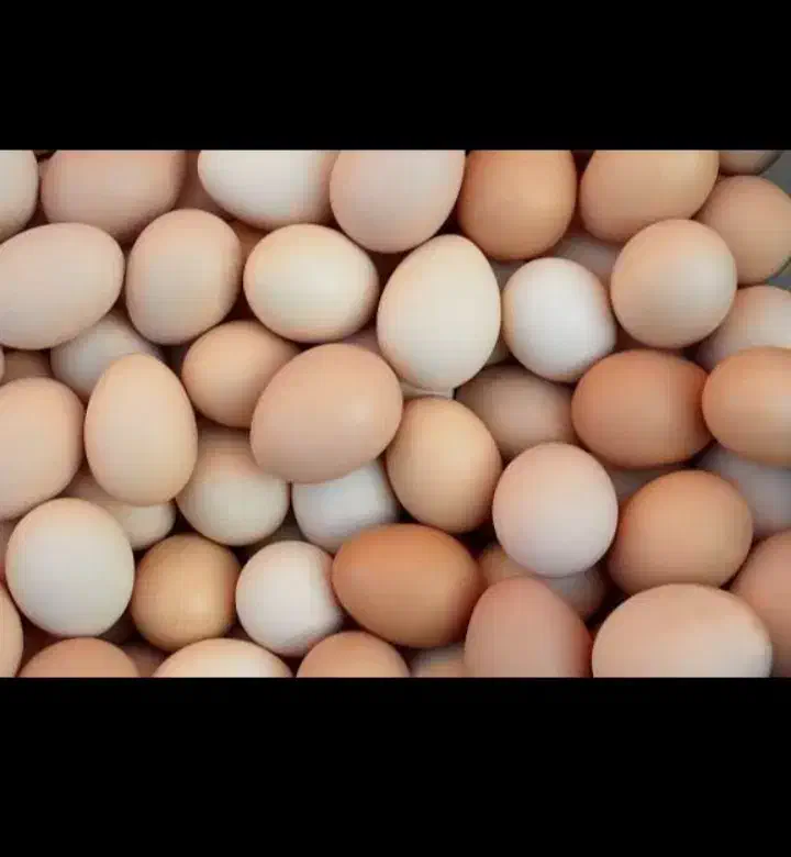 تخم مرغ عمده|عمده‌فروشی|کاشمر, |دیوار