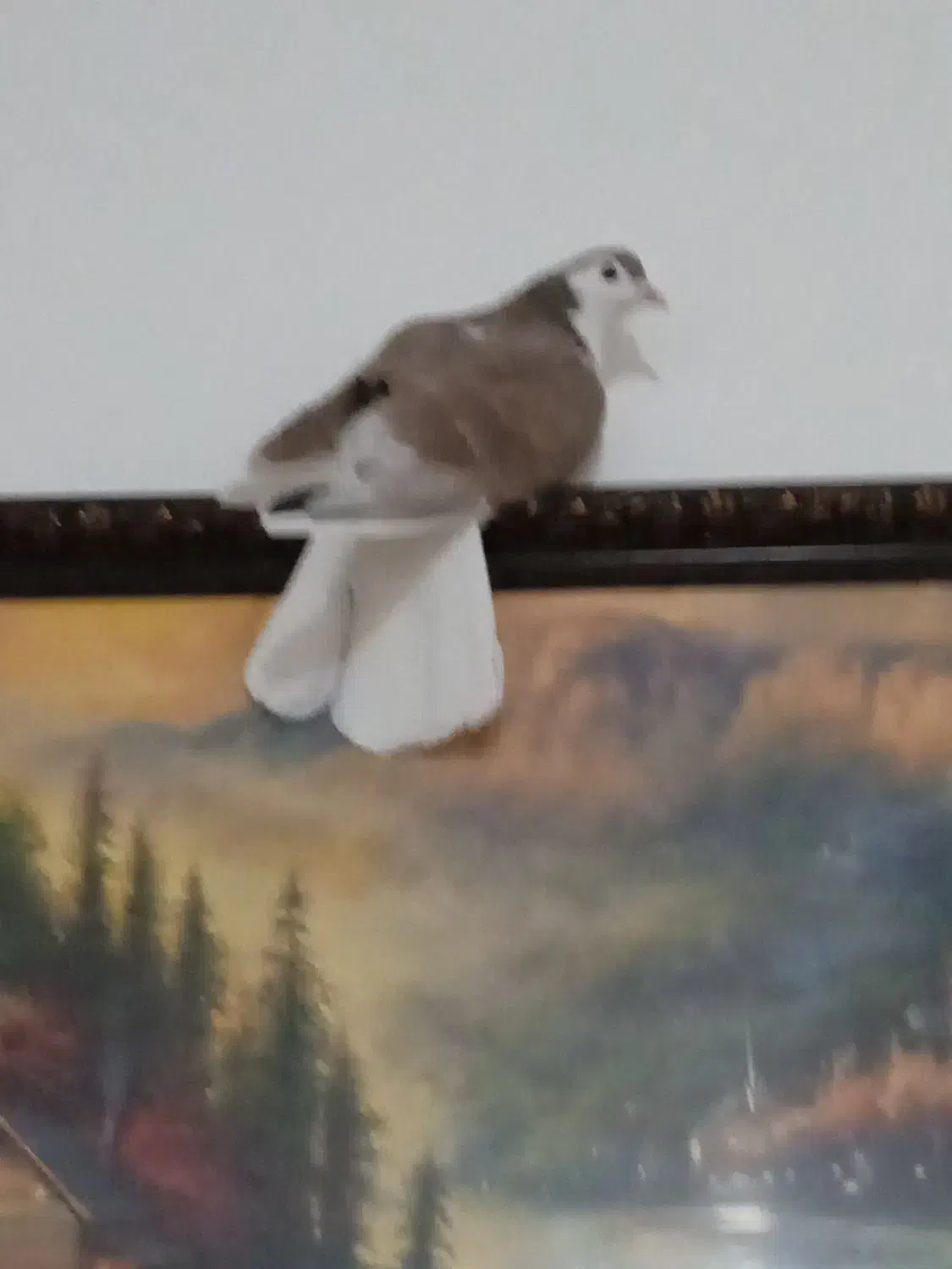 کفتر دمگیر سرخ پشت|پرنده|عسگران, |دیوار