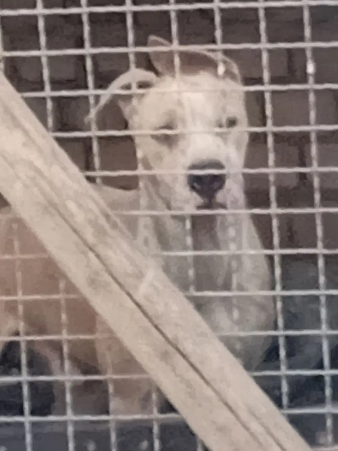 سگ پیت بول|سگ|کاشان, فاز ۲ ناجی آباد|دیوار