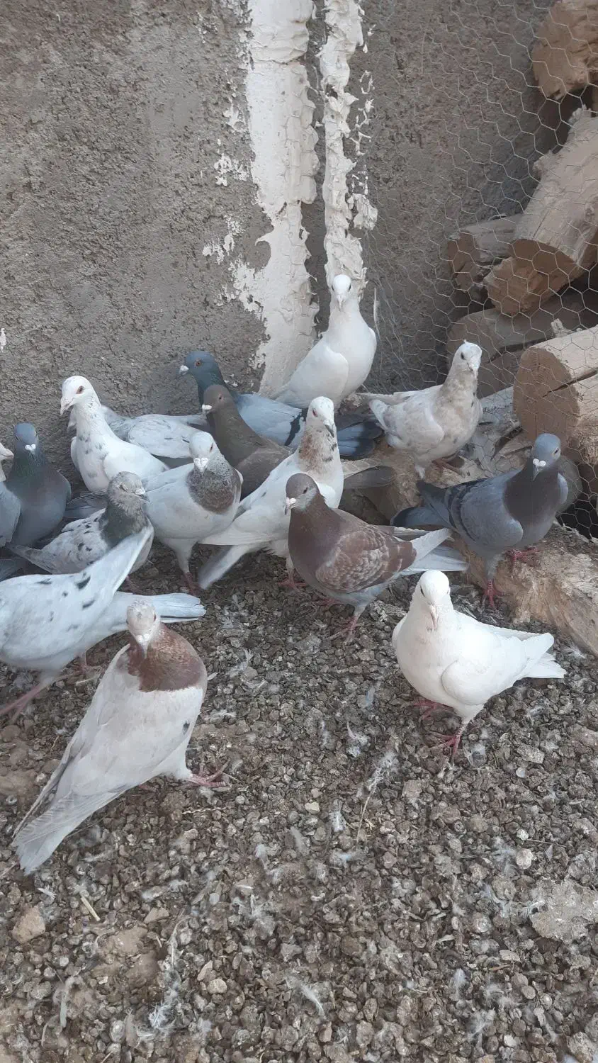 کبوتر هفت رنگ|پرنده|دشتابی, |دیوار