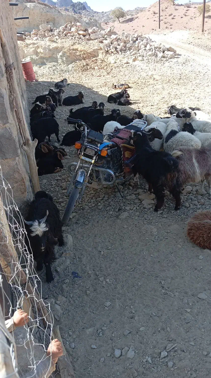 50عدد بز فروشی|حیوانات مزرعه|خاش, |دیوار