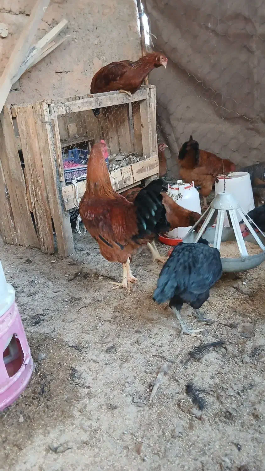 خروس لاری|حیوانات مزرعه|اسفراین, |دیوار