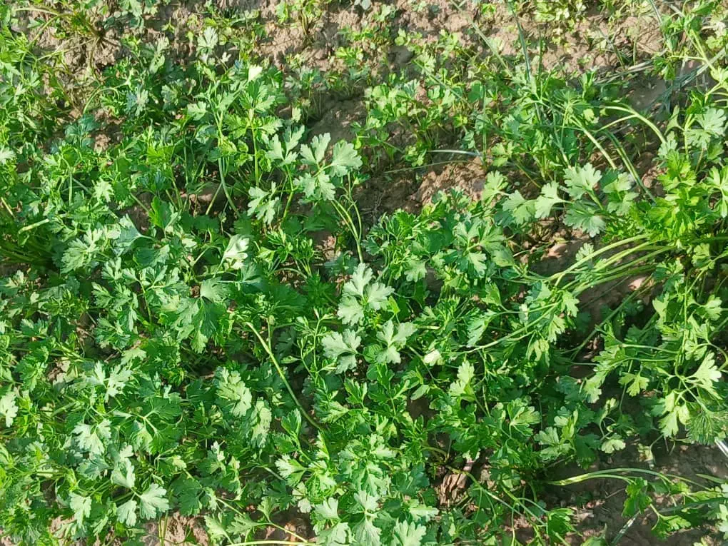 سبزی خورشتی بار مستقیم از شوشتر|عمدهفروشی|مسجد سلیمان, |دیوار