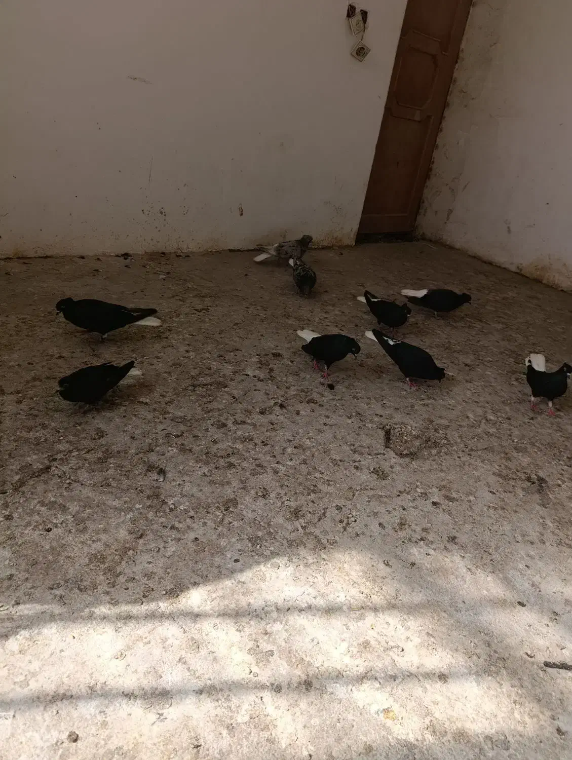 کبوتر|پرنده|شیروان (خراسان), |دیوار