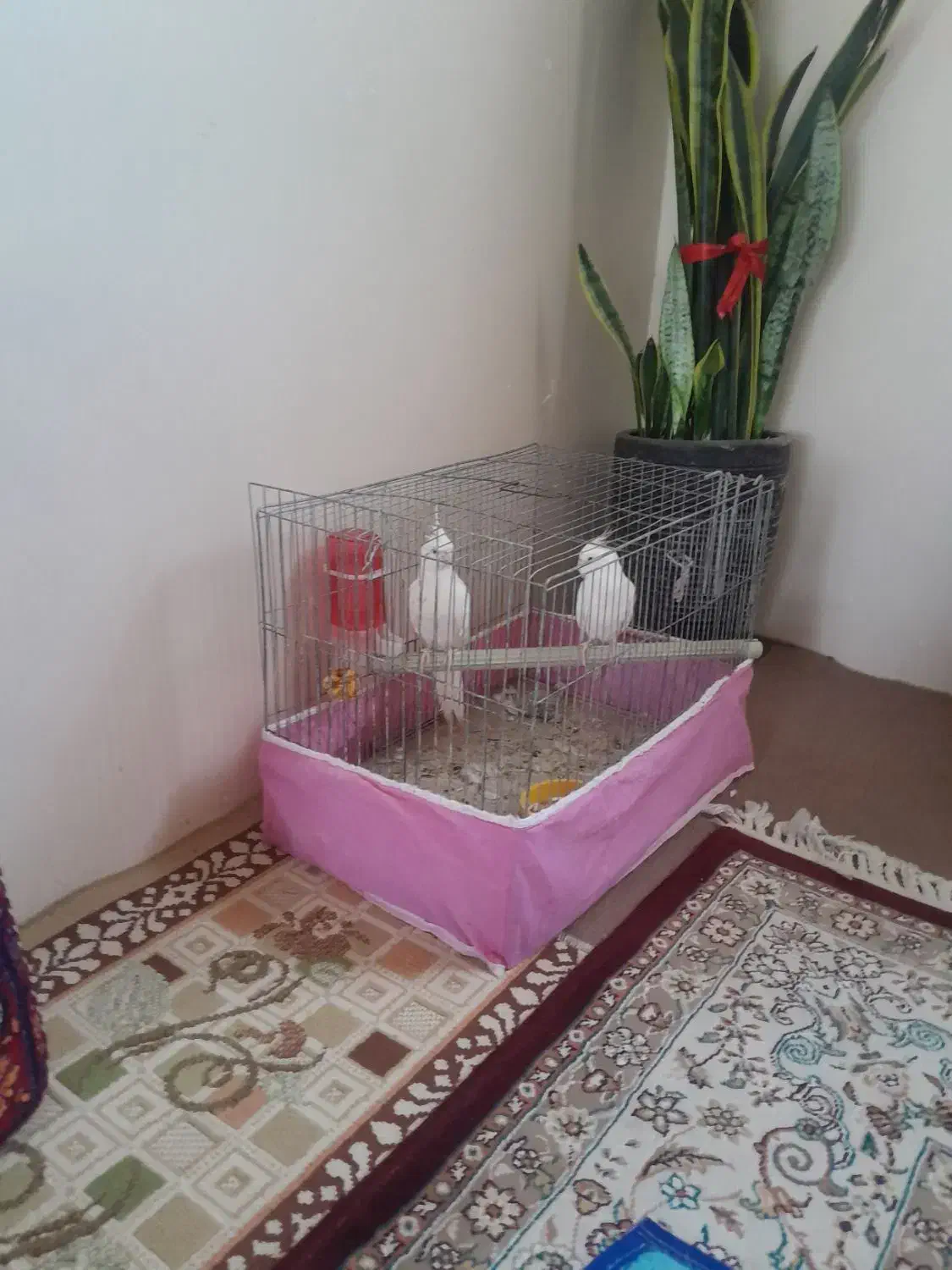 عروس البینونروماده|پرنده|فین, |دیوار