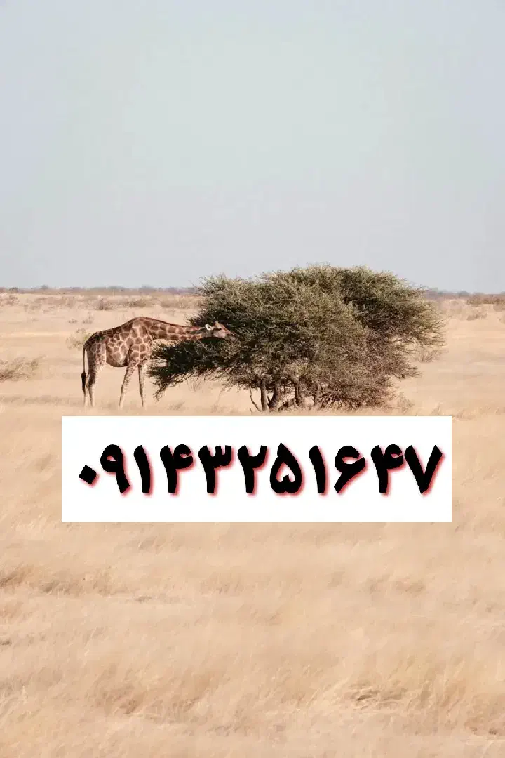 خط همراه اول|سیم‌کارت|تبریز, |دیوار