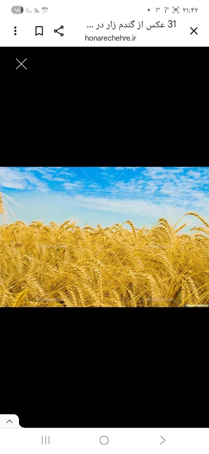 فروش گندم|عمده‌فروشی|سارال, |دیوار