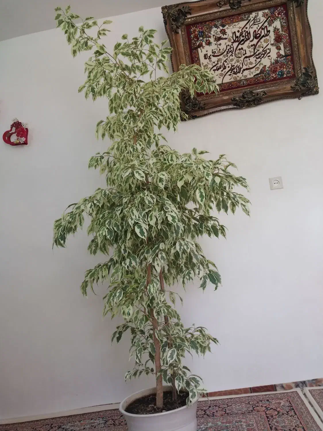 گل‌ فروش|گل و گیاه طبیعی|اسکو, |دیوار