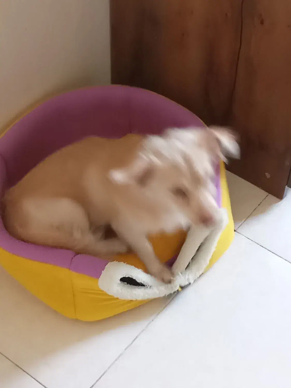 واگذاری تفافقی|سگ|فردیس, نگارستان|دیوار