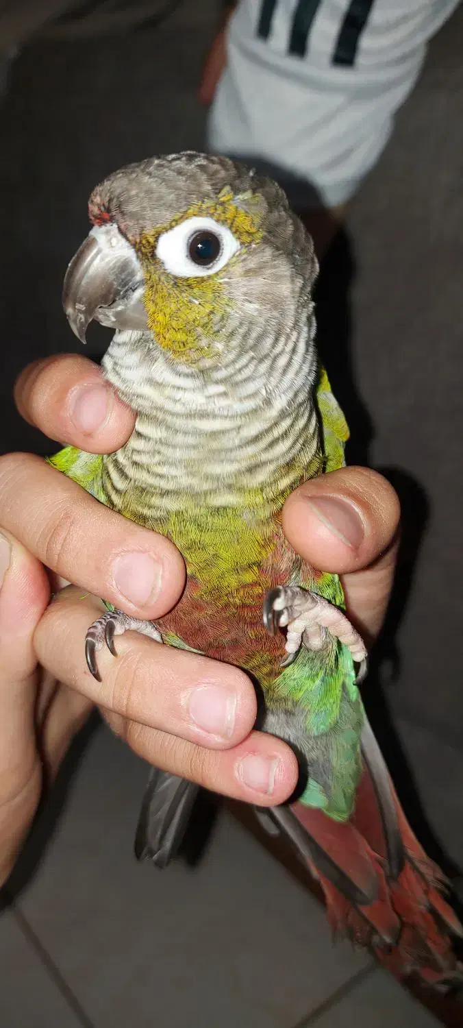 طوطی گیرینچیک|پرنده|ملارد, |دیوار