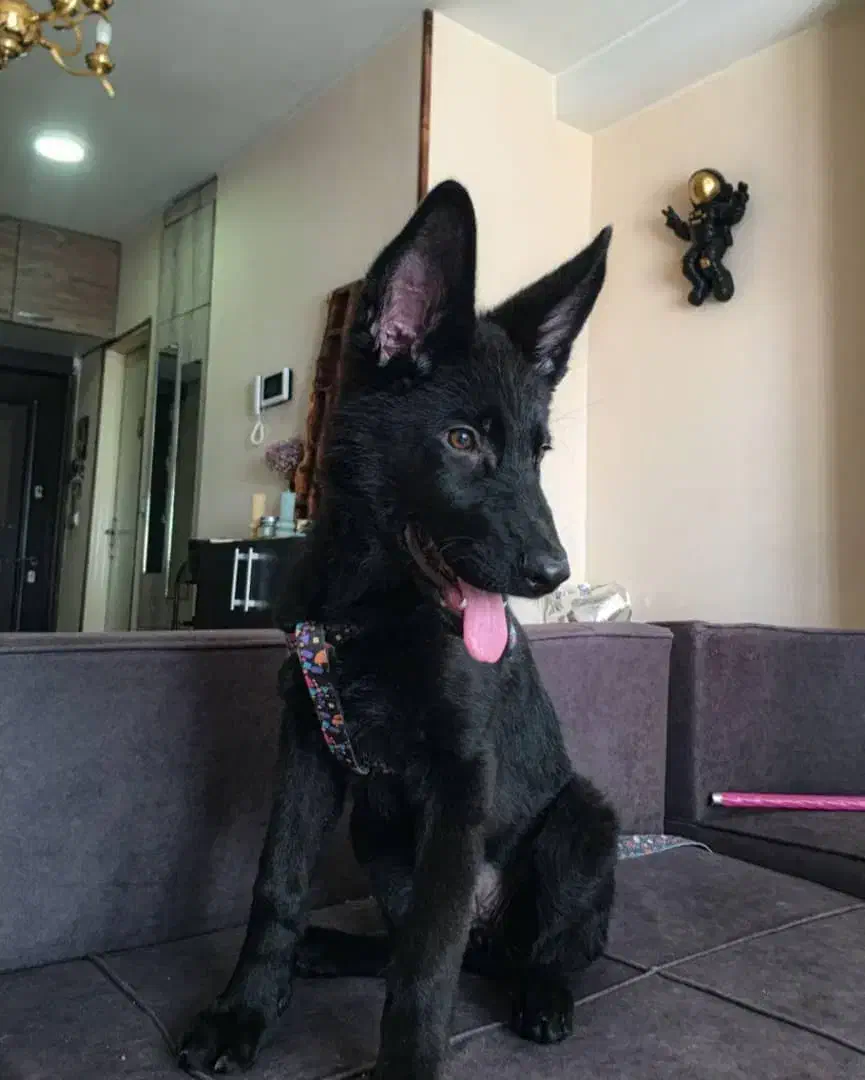 سگهای متخصص بلک ژرمن|سگ|کرج, عظیمیه|دیوار