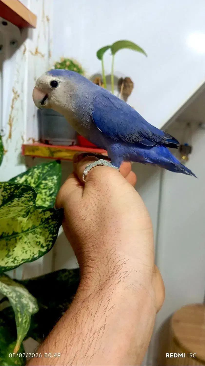 برزیلی خاص|پرنده|رباط‌کریم, انجم آباد|دیوار