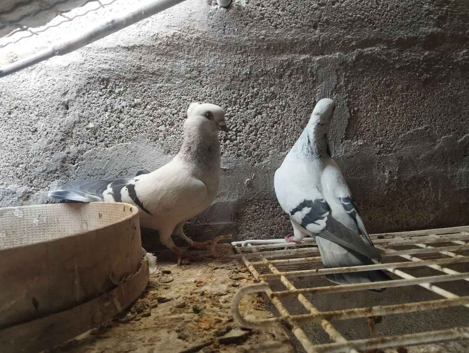 شامی کاکلی|پرنده|زرین دشت (فارس), |دیوار