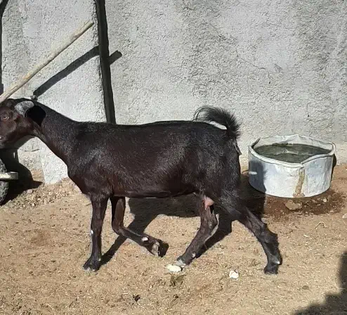 بز و بزغاله|حیوانات مزرعه|بهارستان, |دیوار