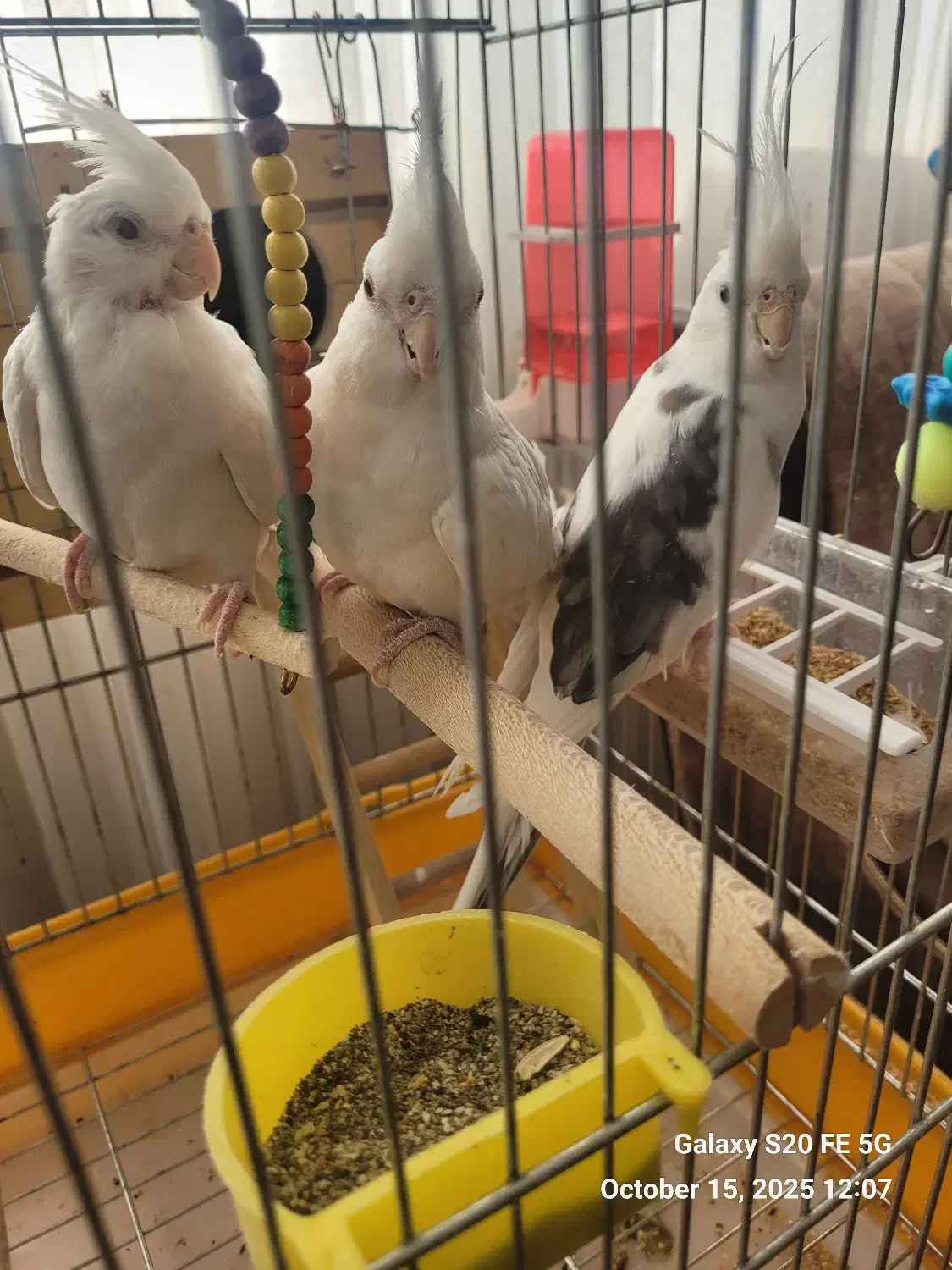 عروس هلندی جفت|پرنده|شیراز, جمهوری|دیوار