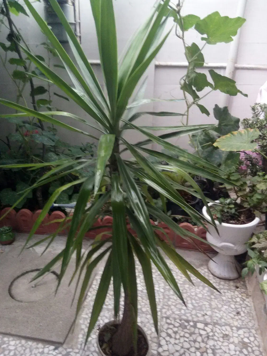 گل یوکا پنج ساله سرسبز|گل و گیاه طبیعی|رشت, دیانتی|دیوار