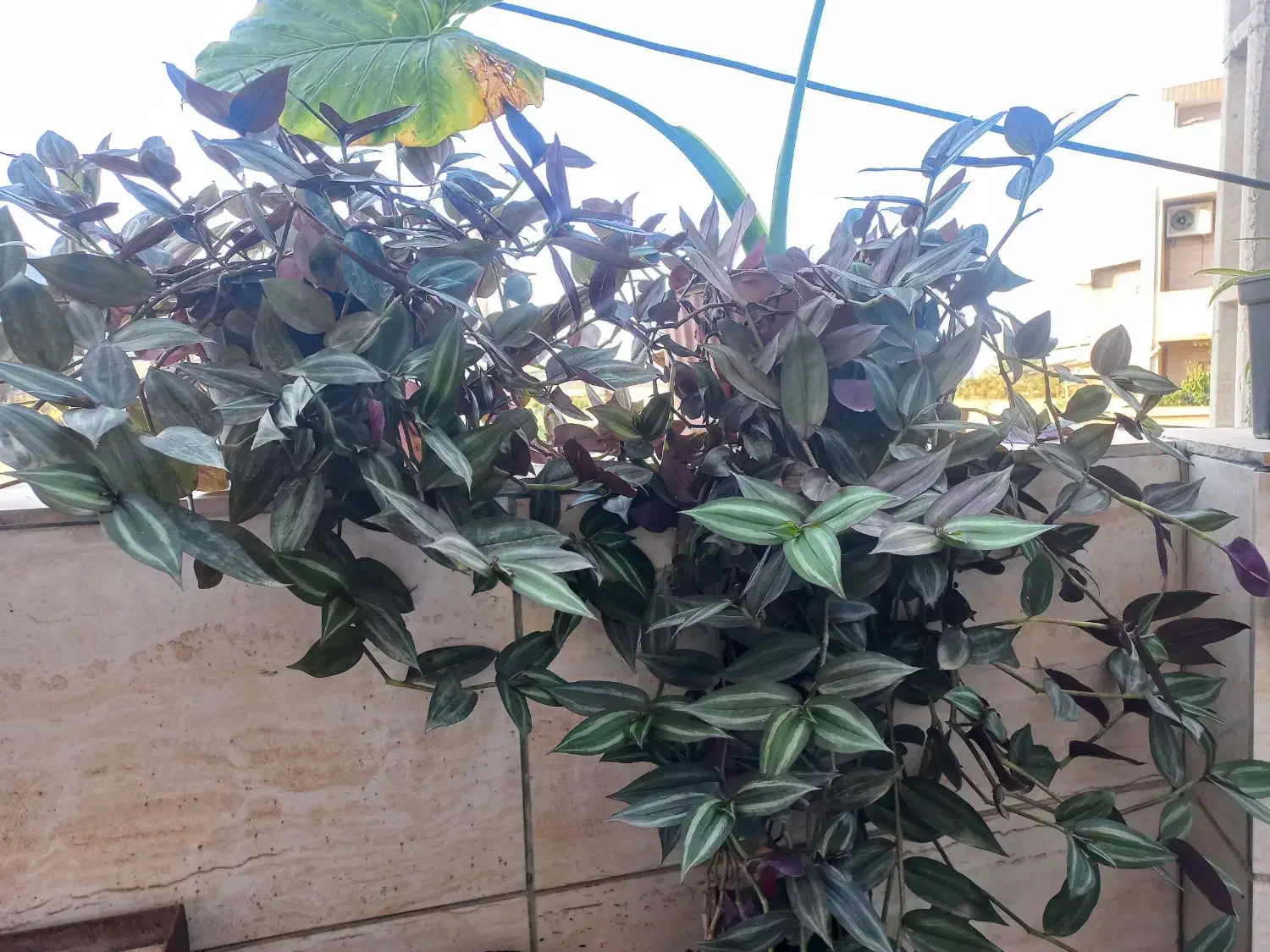 گلهای سرحال فقط ۶۰ تومان|گل و گیاه طبیعی|رامیان, |دیوار