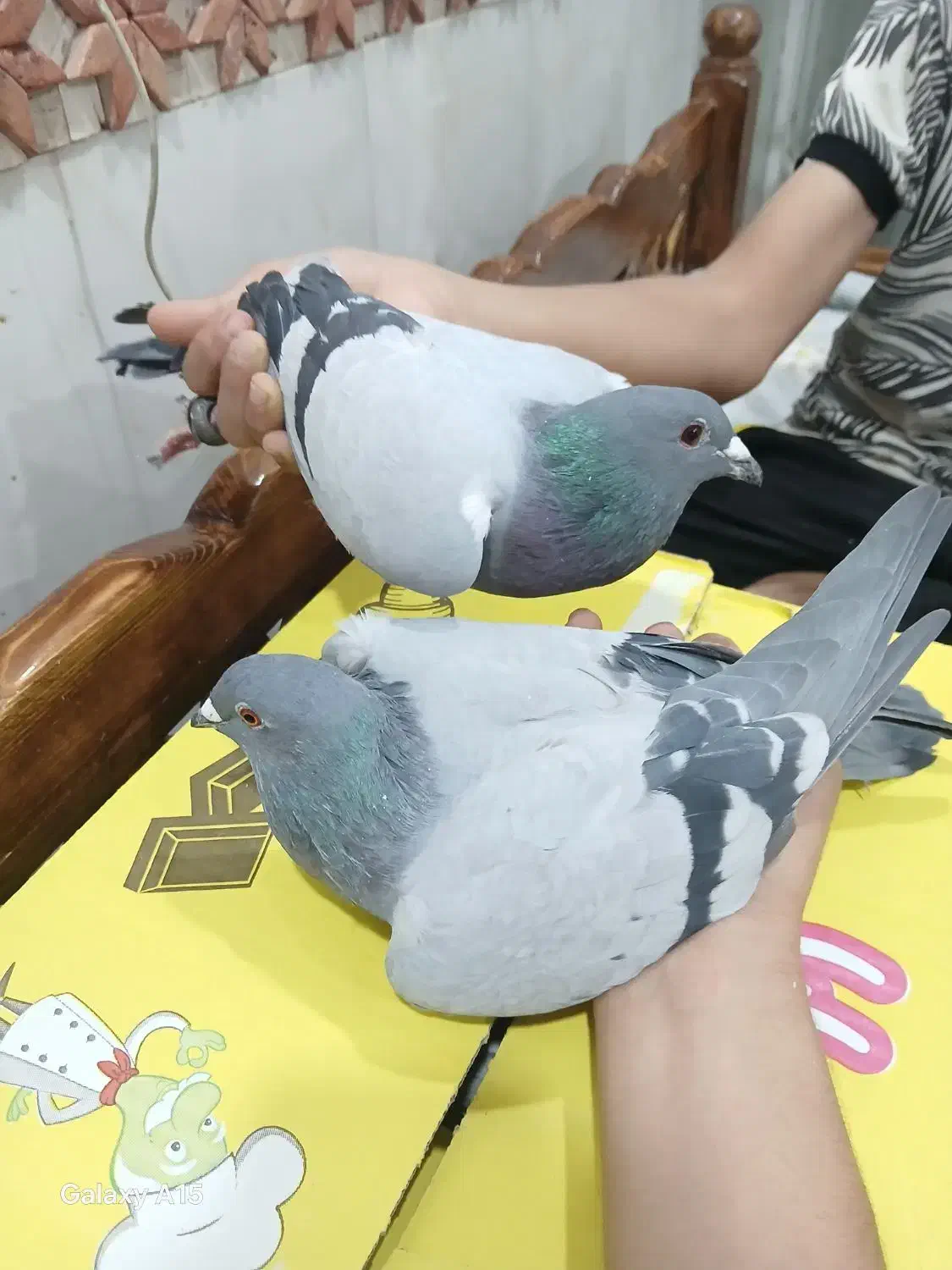 کبوتر پلاکی ذات دار|پرنده|بافق, |دیوار