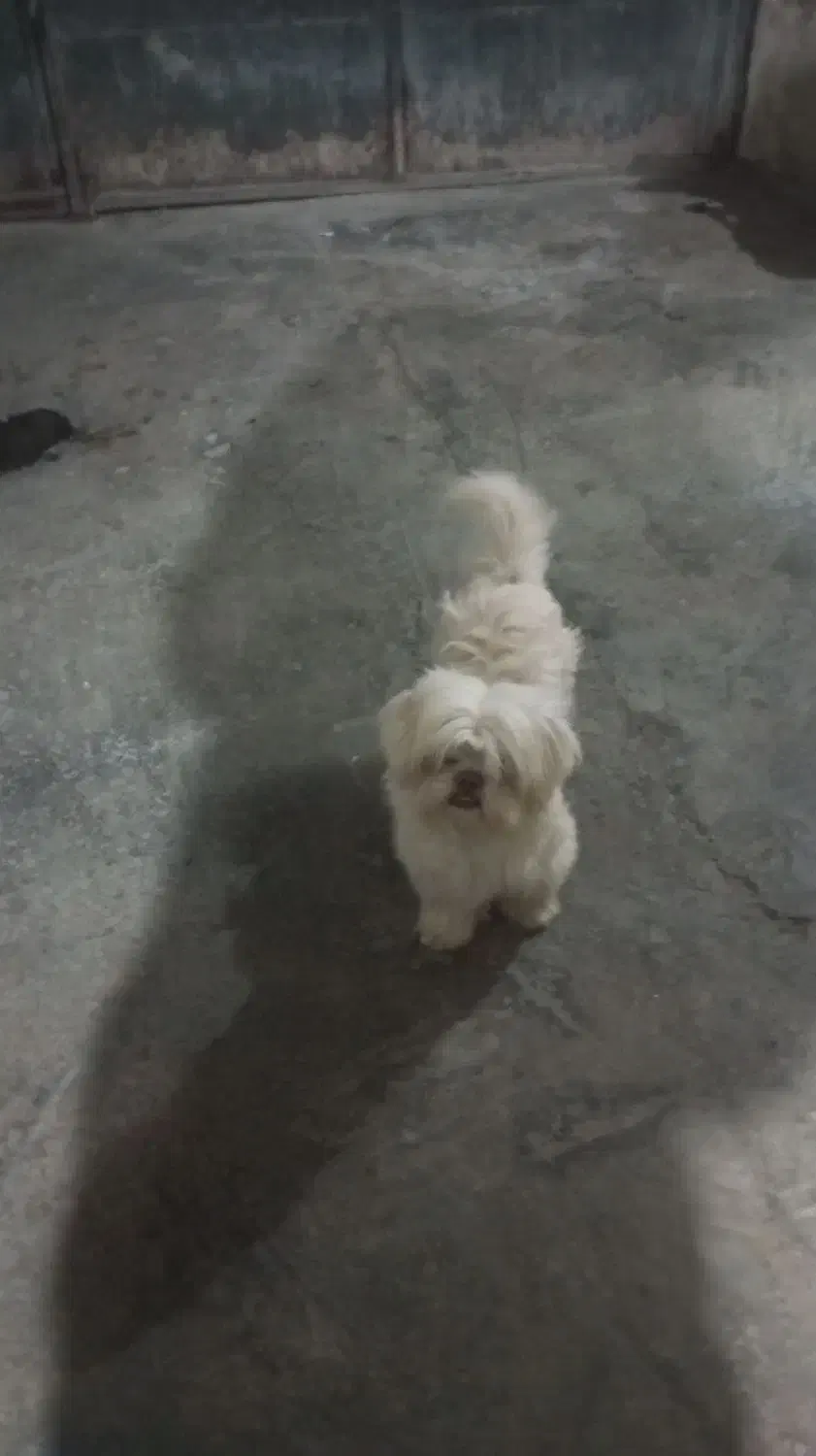 سگ شیتزو فلت حرف گوش کن|سگ|گرگان, |دیوار