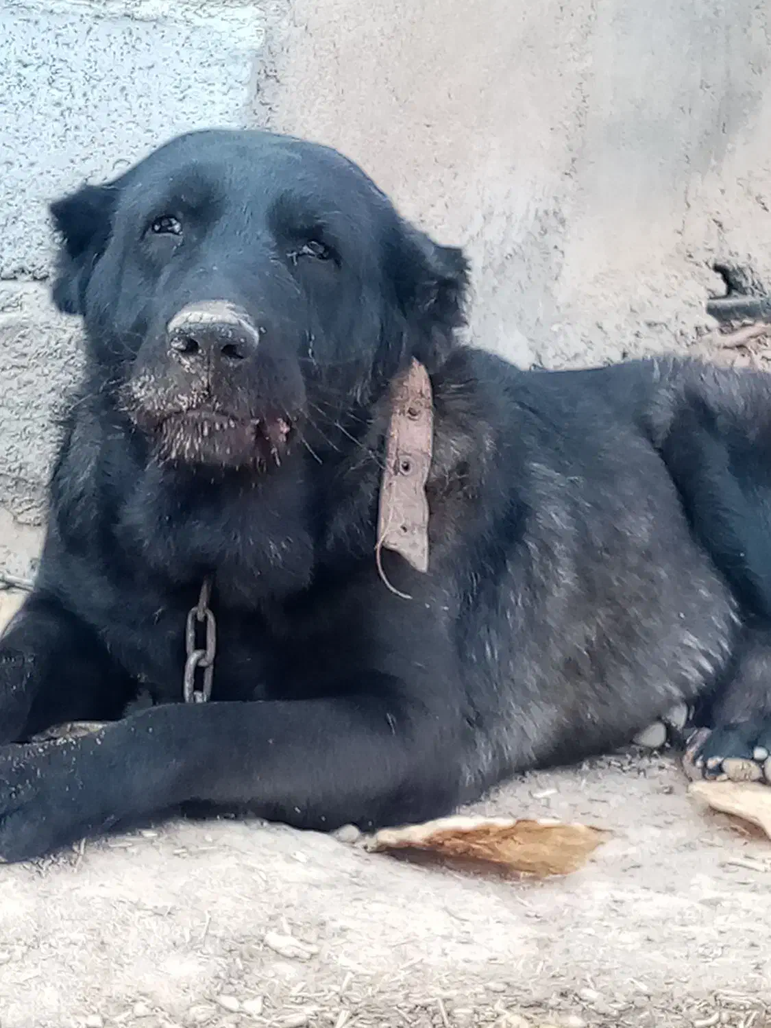 سگ نگهبان|سگ|اراک, |دیوار