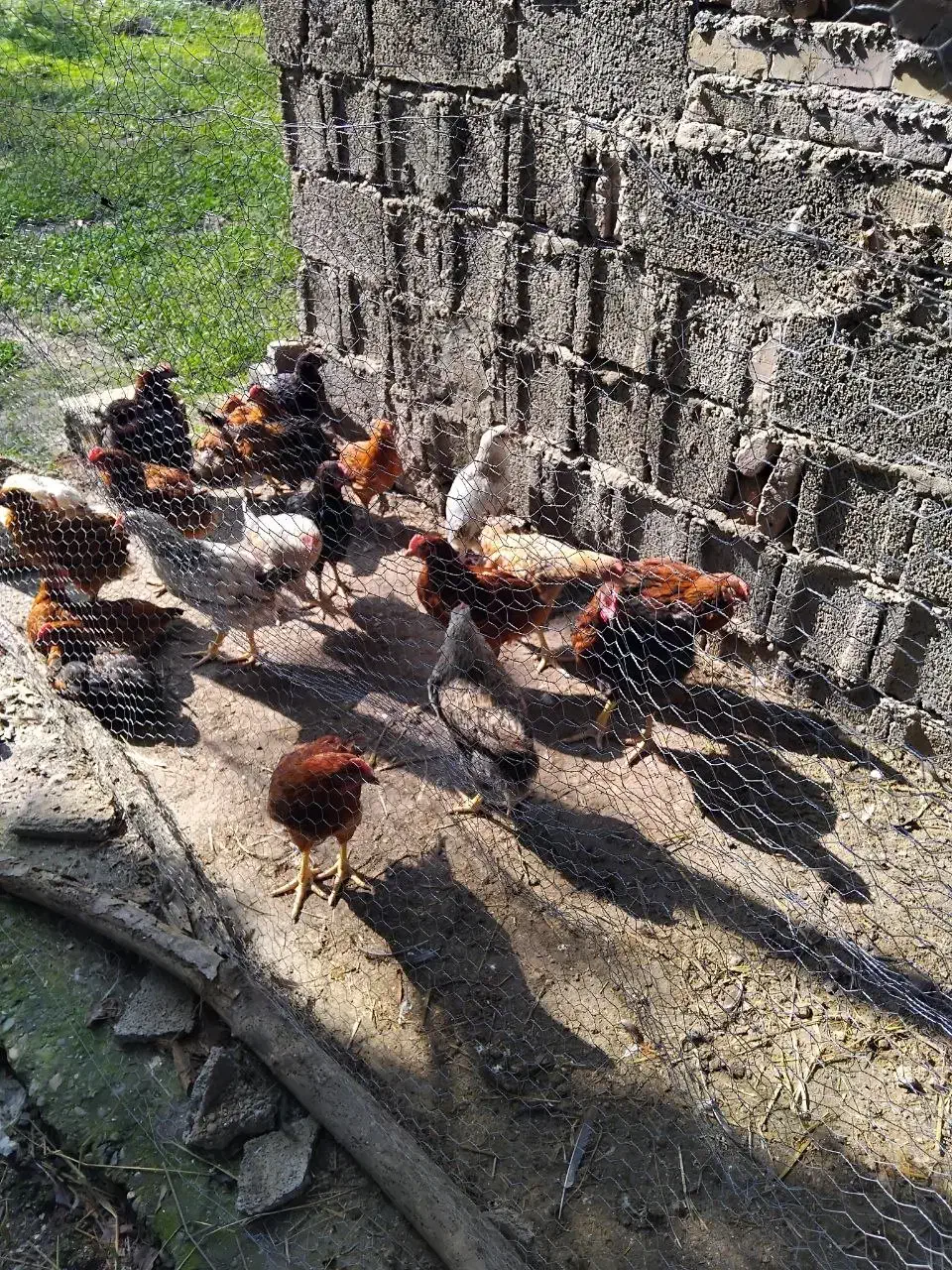 نیمچه گلپایگانی|حیوانات مزرعه|رشت, کوی عرفان|دیوار