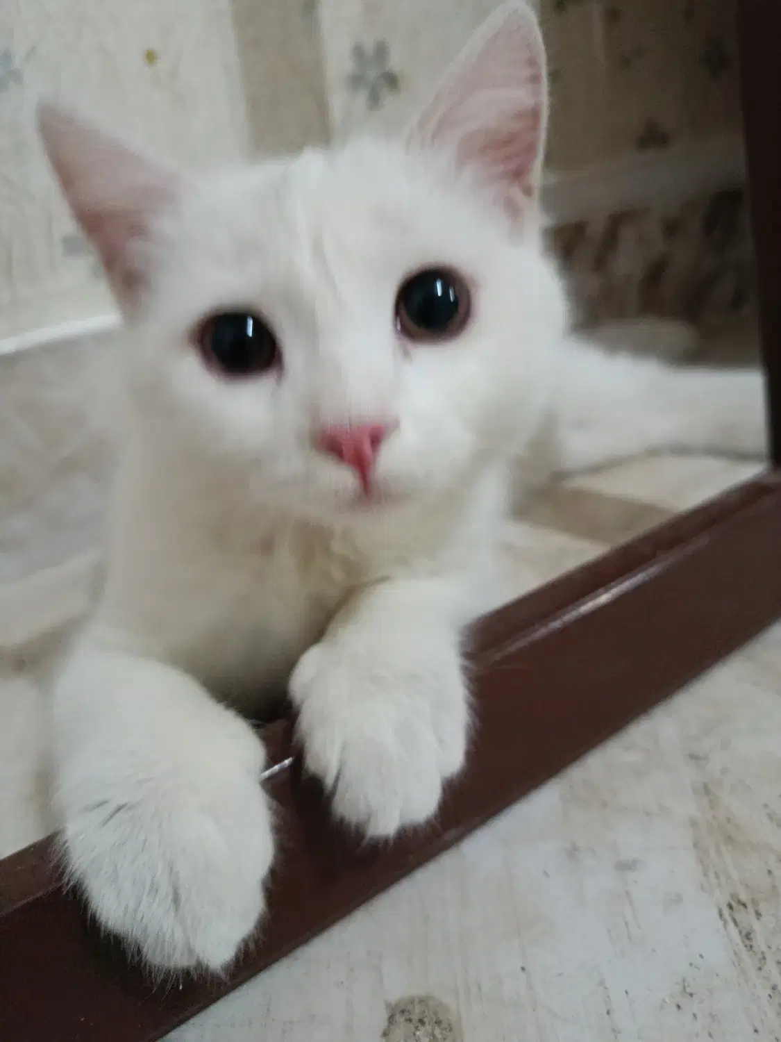 گربه|گربه|میانه, |دیوار