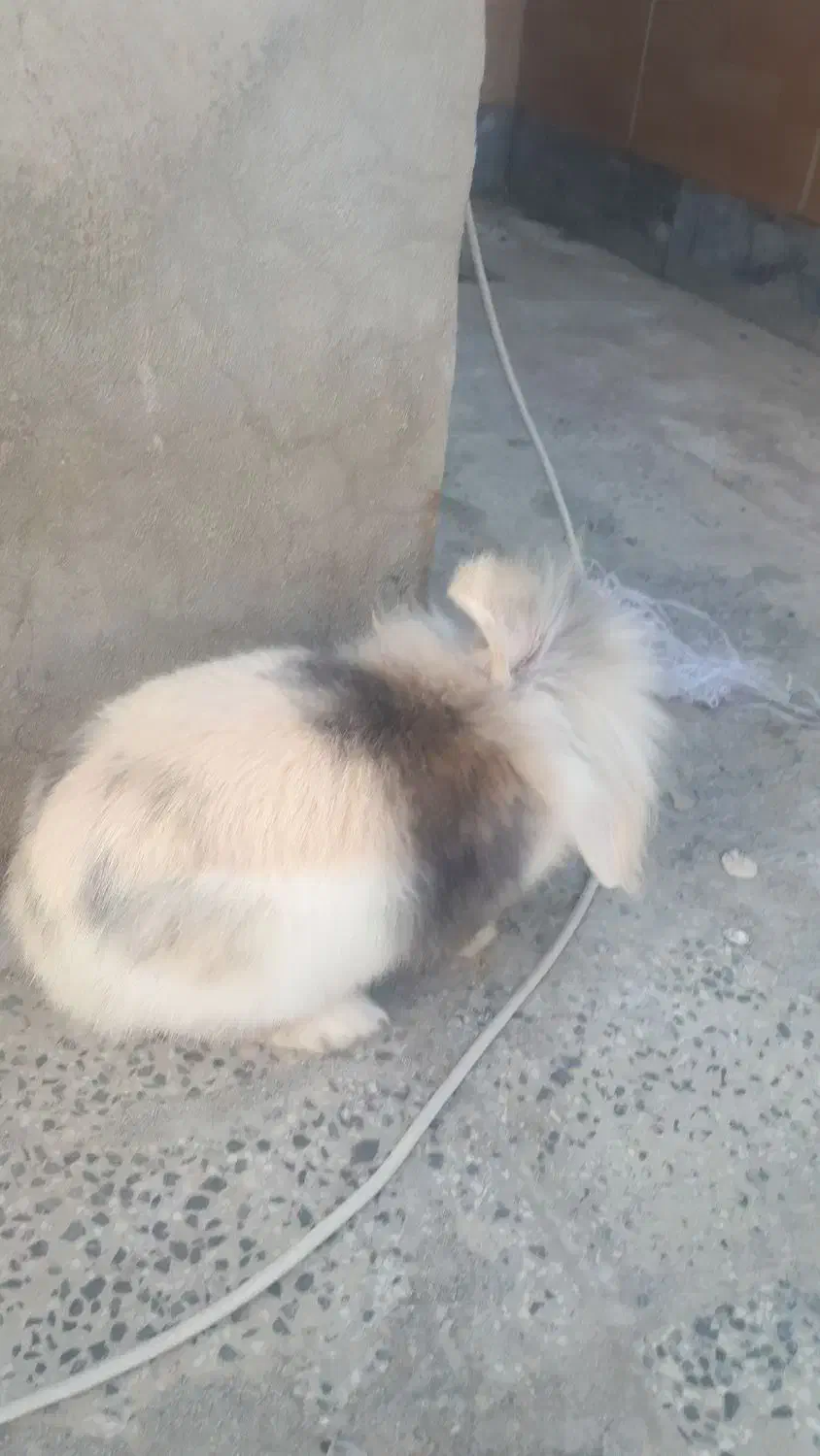 فروش خرگوش بسیار زیبا و بازیگوش|موش و خرگوش|بندر گز, |دیوار