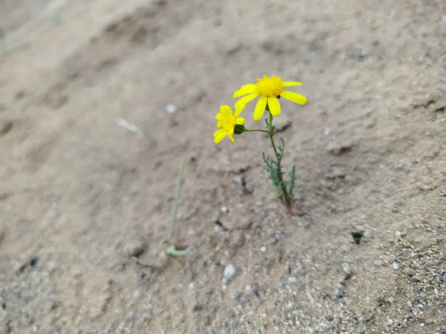 زمین دشت علاقه بند|فروش زمین و ملک کلنگی|آران و بیدگل, |دیوار