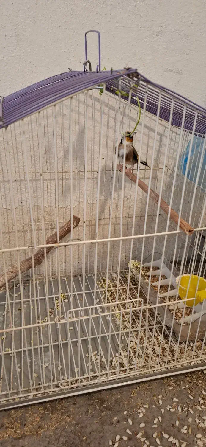 سهره ماده سهره خاکی|پرنده|کرمانشاه, |دیوار