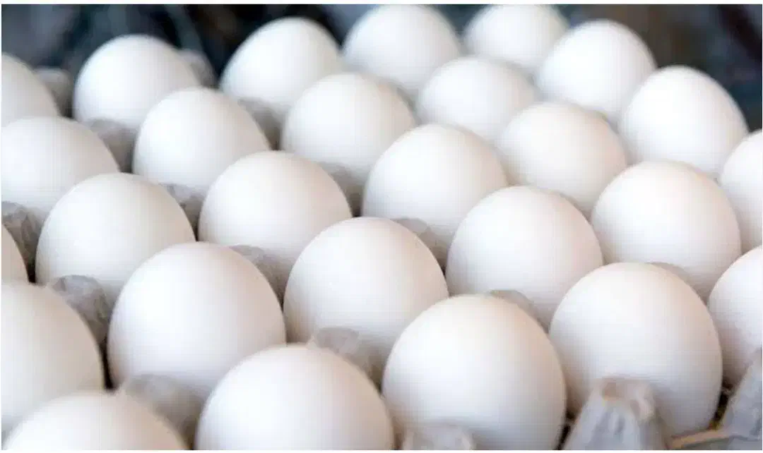 ۳۰۰|عمده‌فروشی|سرپل ذهاب, |دیوار