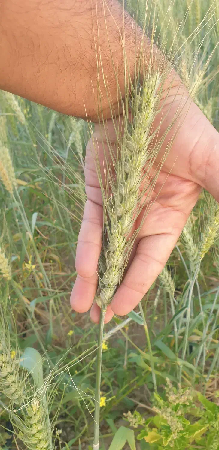 گندم خارجی (گندم آمریکایی)|گل و گیاه طبیعی|پارسیان, |دیوار