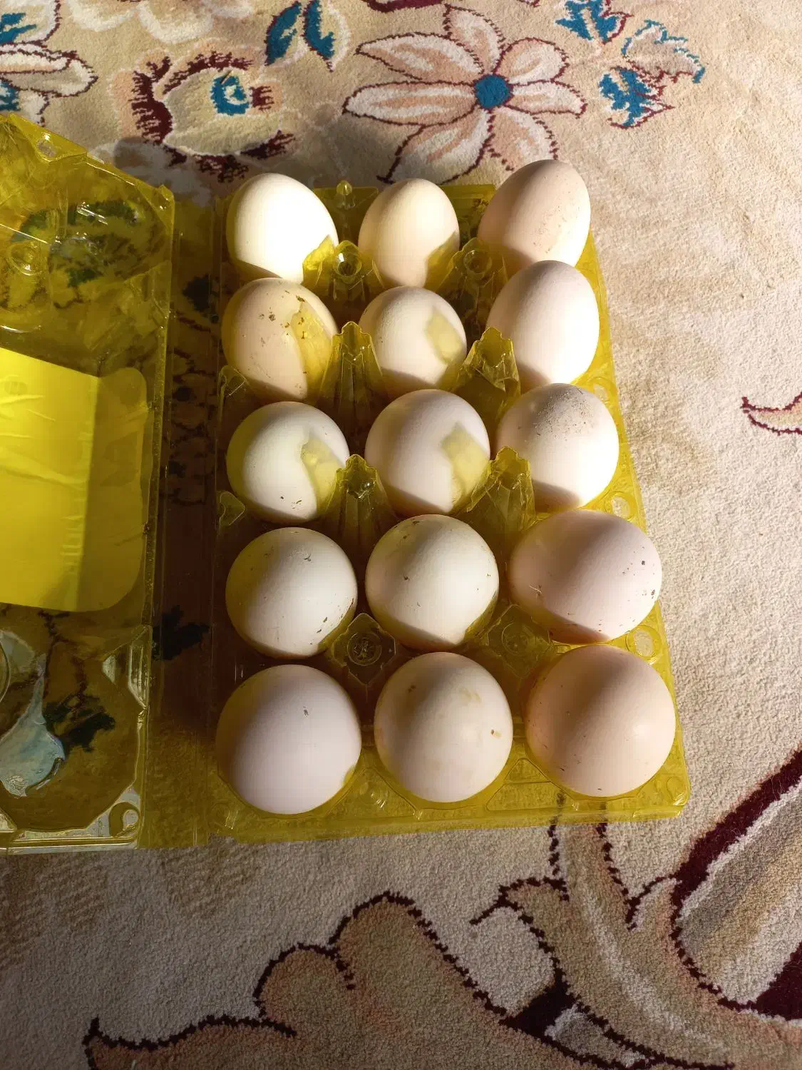 تخم مرغ نطفه دار نژاد لاری برهما چهل تاج|حیوانات مزرعه|دهدشت, |دیوار