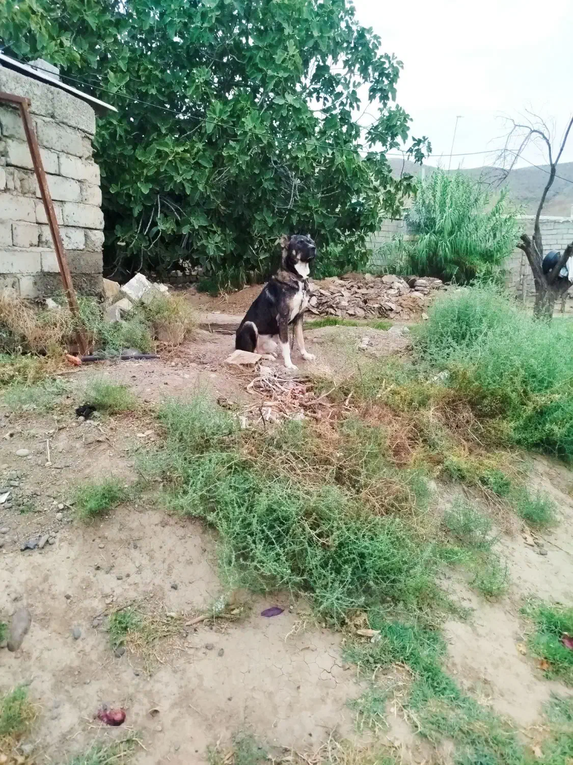 سگ‌..|سگ|اردبیل, |دیوار
