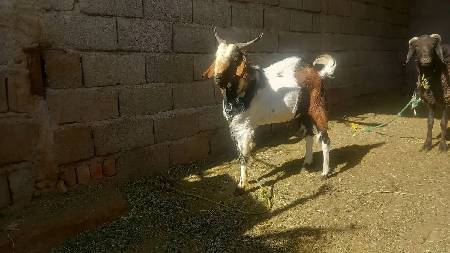 گوسفند|حیوانات مزرعه|بم, |دیوار